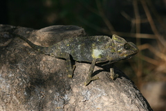 Chamaeleo arabicus