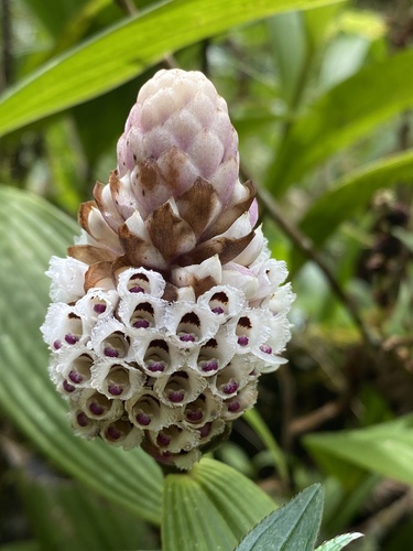 Elleanthus wageneri (Rchb.f.) Rchb.f.