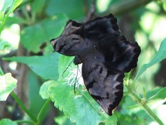 Achlyodes busirus