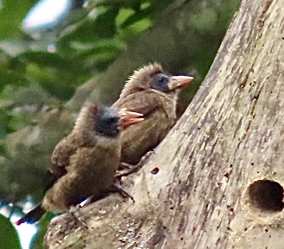 Naked-faced Barbet (Gymnobucco calvus), photo 1
