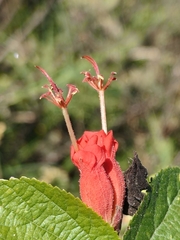 Helicteres guazumifolia, photograph author not stated, no rights reserved