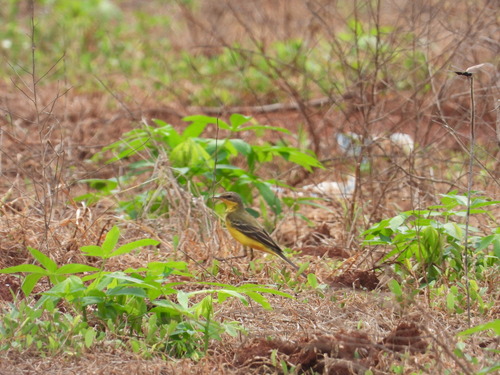 Western Yellow Wagtail