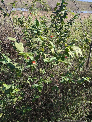 Helicteres guazumifolia, photograph 6