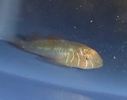 Gobiodon rivulatus observed 2025-12-11