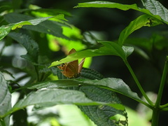 Abisara savitri