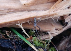 Tetragnatha