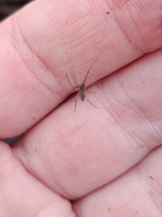 Tetragnatha