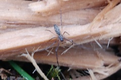 Tetragnatha