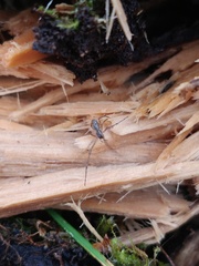 Tetragnatha