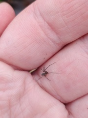 Tetragnatha