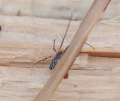 Tetragnatha