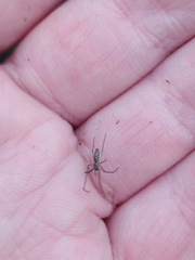 Tetragnatha
