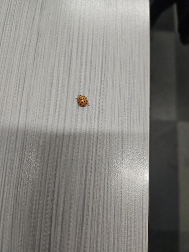 Asian Lady Beetle