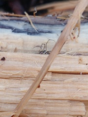 Tetragnatha
