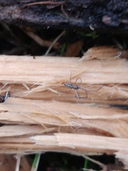 Tetragnatha