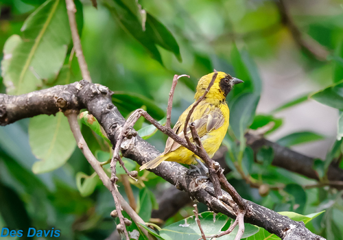 Little Weaver
