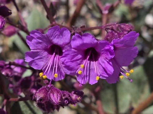 Mirabilis elegans (Mirabilis elegans)