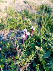 Linaria amethystea amethystea