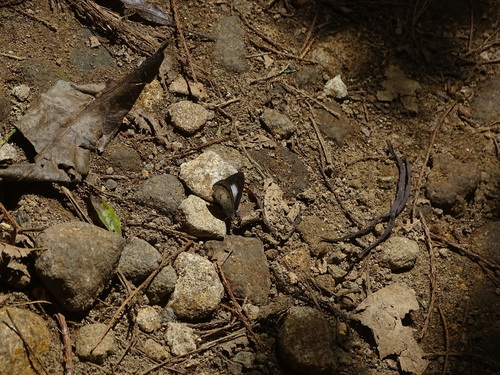 Oreolyce quadriplaga