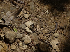 Oreolyce quadriplaga