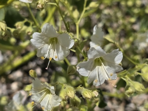 Mirabilis elegans (Mirabilis elegans)