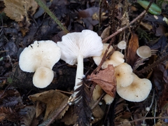 Clitocybe salmonilamella