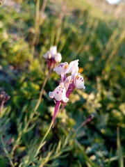 Linaria amethystea amethystea
