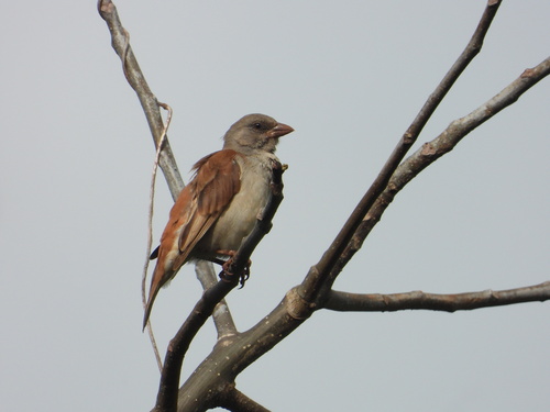 Northern Grey-headed Sparrow