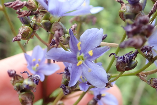 Aristea angolensis (Aristea angolensis)