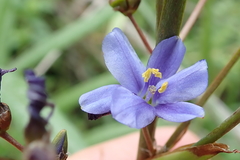 Aristea angolensis