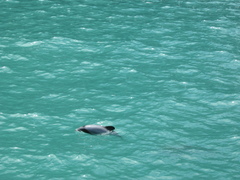 Cephalorhynchus hectori