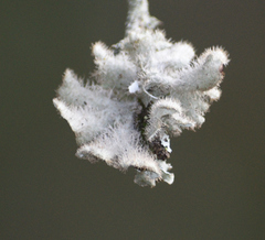 Heterodermia sorediosa