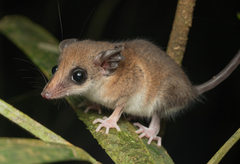 Delicate Slender Opossum photo 2