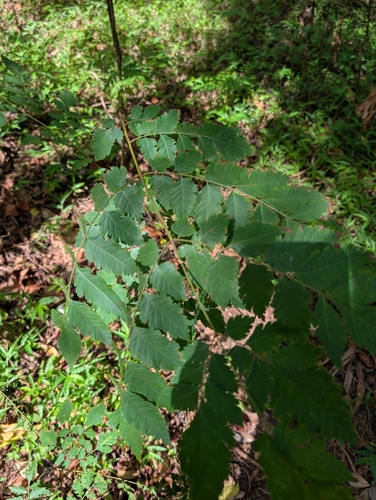 Koelreuteria elegans, 2025-12-10