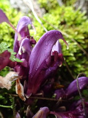 Lathraea clandestina