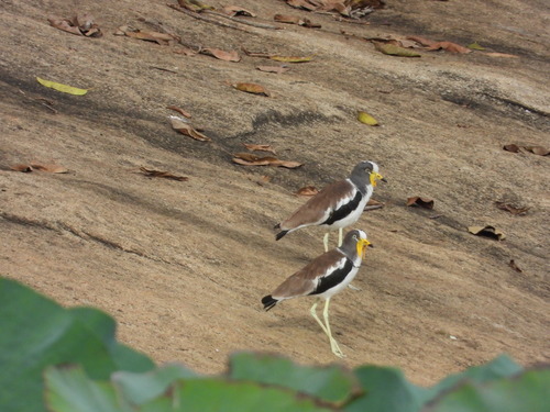 White-crowned Lapwing