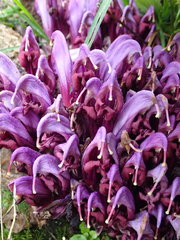 Lathraea clandestina