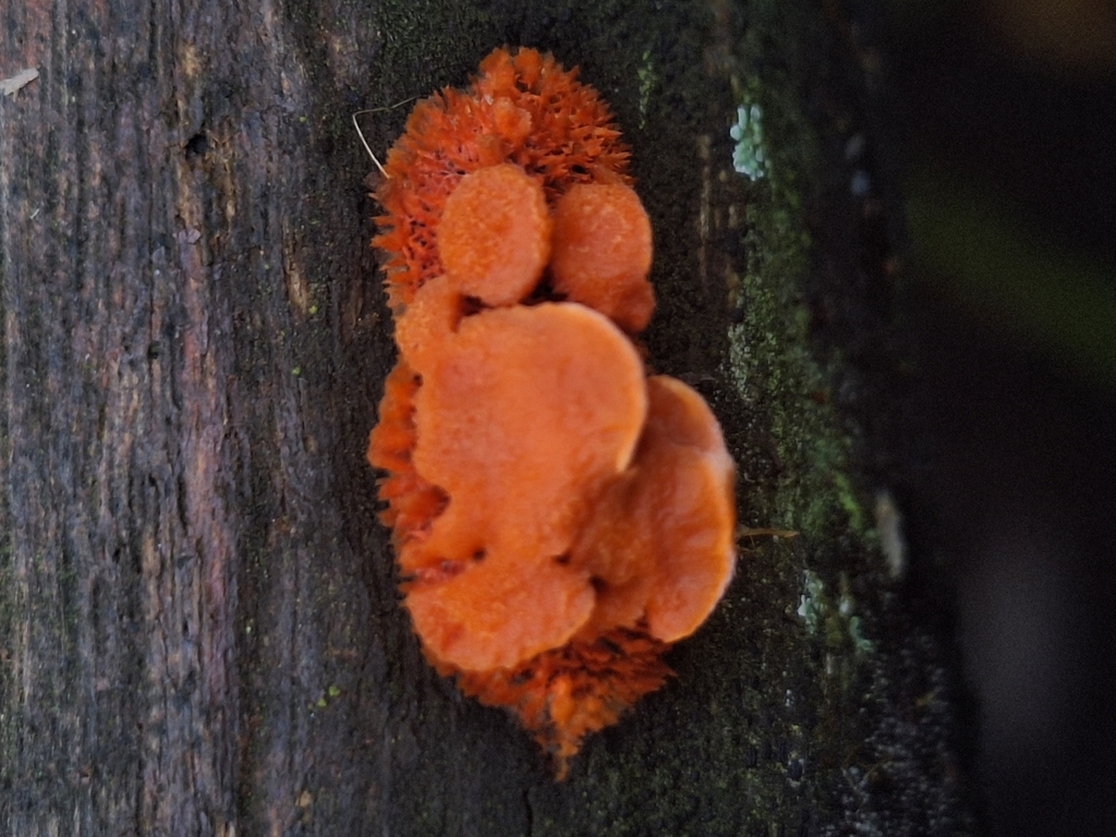 Trametes sanguinea · December 2025 · photo: © rocio_pose (iNaturalist, cc-by)