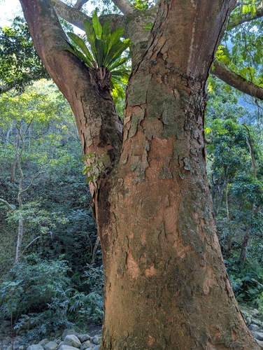 Enterolobium cyclocarpum observed 2025-12-10