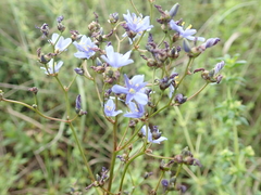 Aristea angolensis