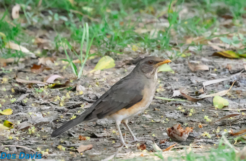 African Thrush