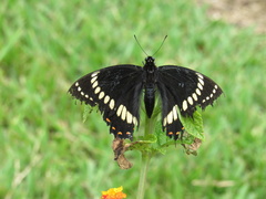 Papilio scamander