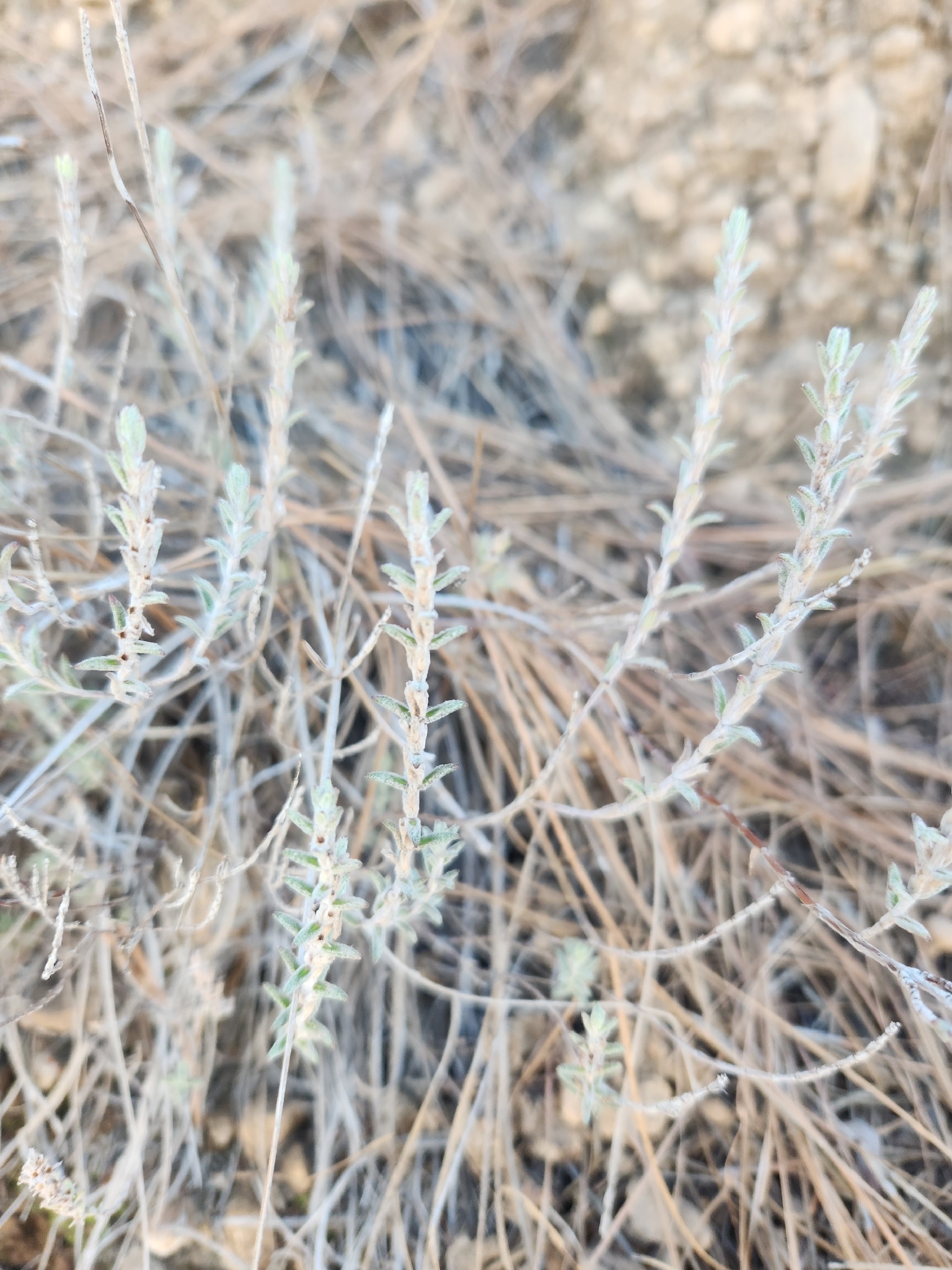 Micromeria benthamii
