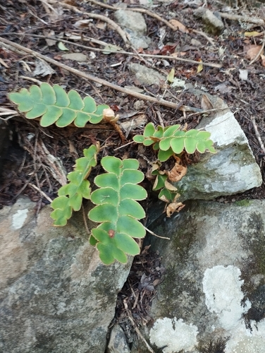Golden Rustyback Fern (Asplenium aureum)