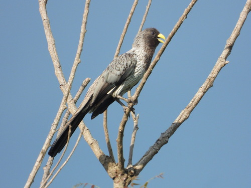 Western Plantain-eater