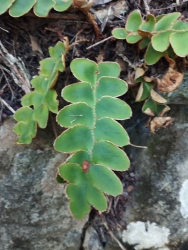 Asplenium aureum, photograph 2