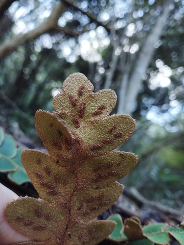 Asplenium aureum, photograph 3