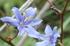 Aristea angolensis
