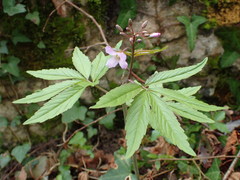 Cardamine heptaphylla