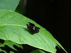 Notocrypta feisthamelii